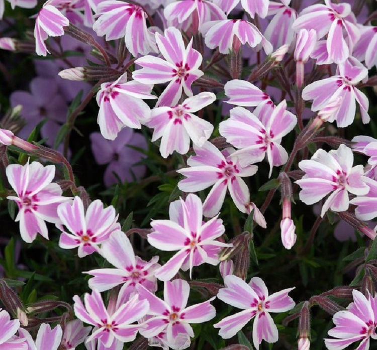 PHLOX SUBULATA MIKADO(CANDY STRIPS)