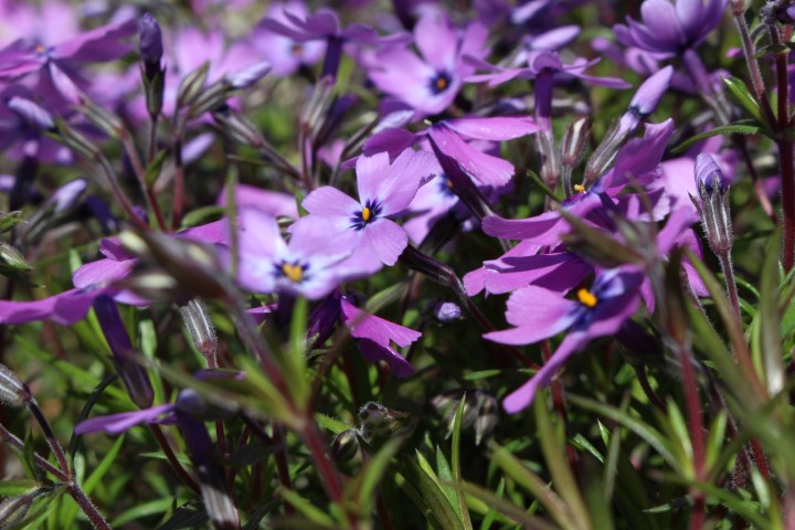 PHLOX SUBULATA PURPLE BEAUTY