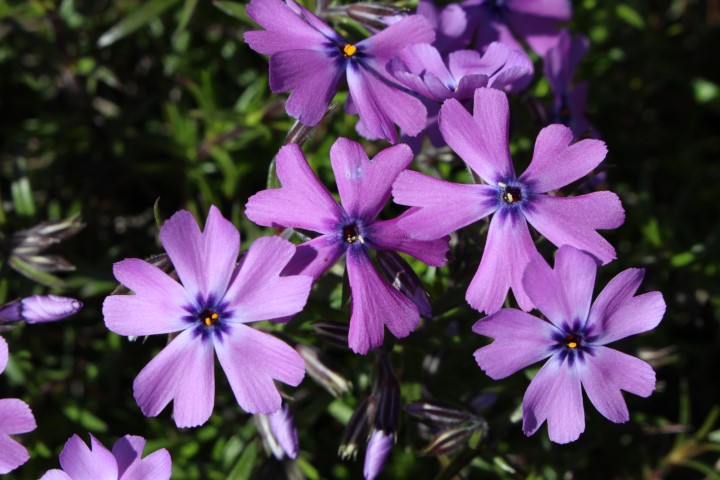 PHLOX SUBULATA PURPLE BEAUTY