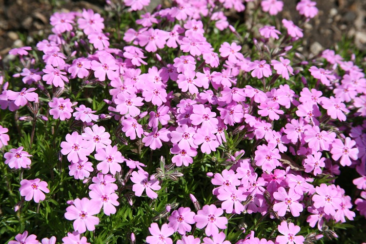 PHLOX SUBULATA STARDUST