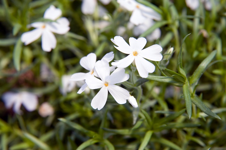 PHLOX SUBULATA WHITE DELIGHT