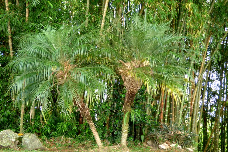 PHOENIX ROEBELENII