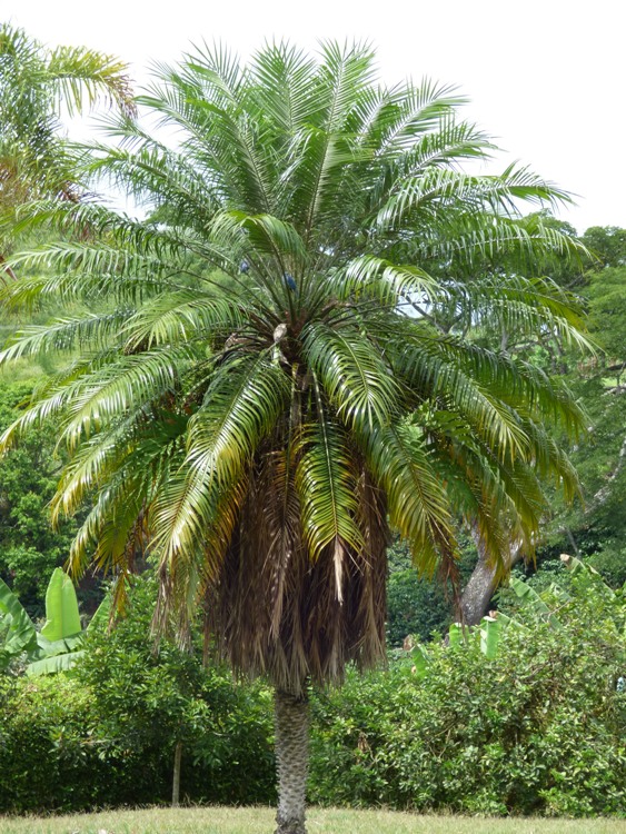PHOENIX ROEBELENII