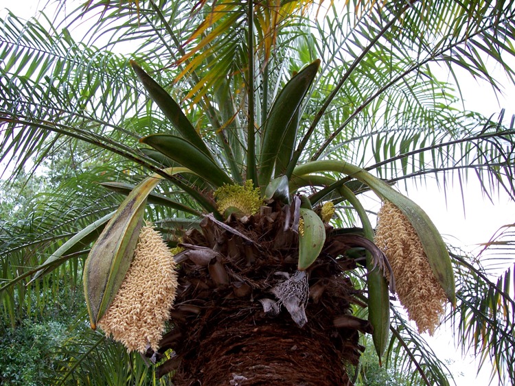 PHOENIX ROEBELENII