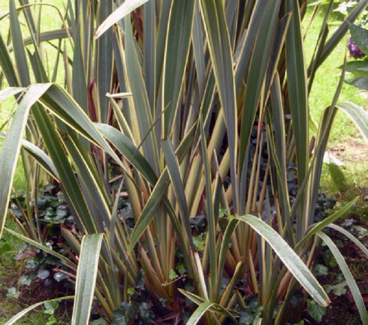 PHORMIUM COOKIANUM ALISON BLAKMAN