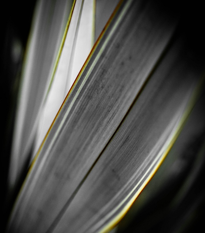 PHORMIUM COOKIANUM ALISON BLAKMAN