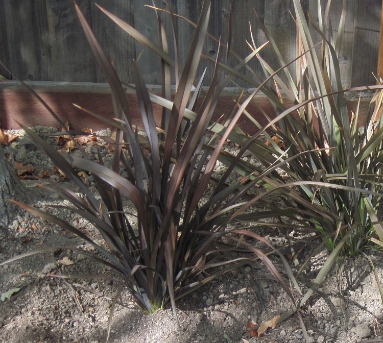 PHORMIUM BRONZE BABY