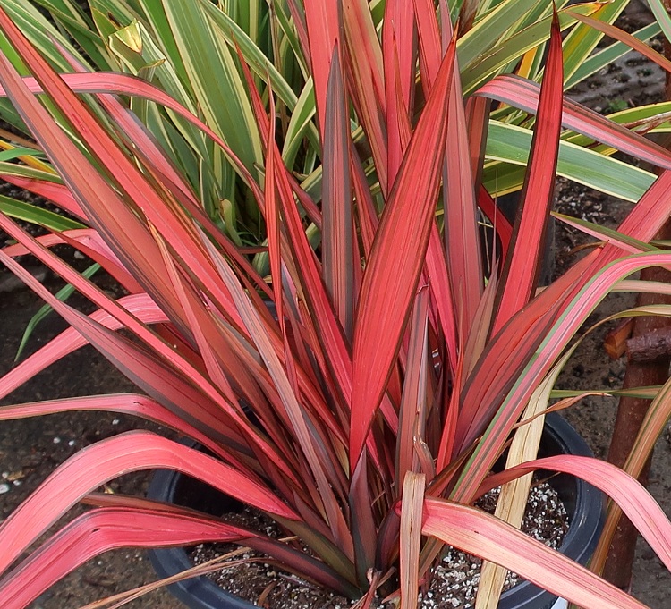 PHORMIUM EVENING GLOW