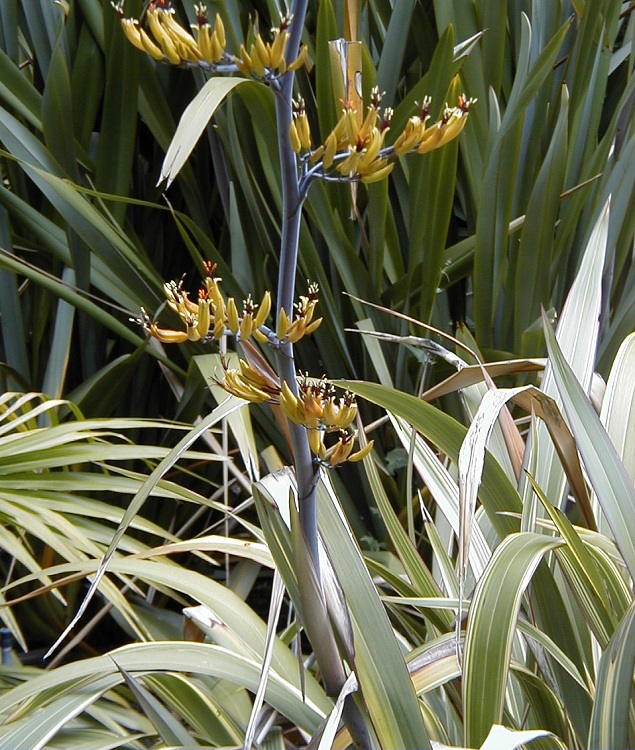 PHORMIUM COOKIANUM HOOKERI TRICOLOR