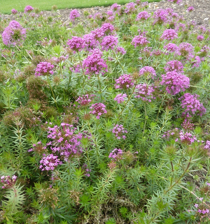 PHUOPSIS STYLOSA