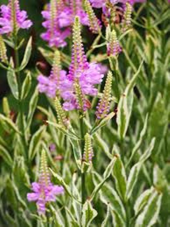 PHYSOSTEGIA VIRGINIANA VARIEGATA