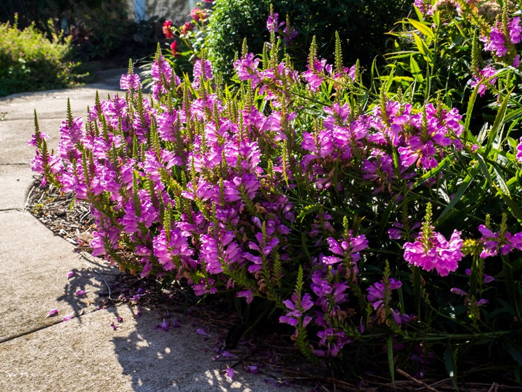 PHYSOSTEGIA VIRGINIANA VIVID