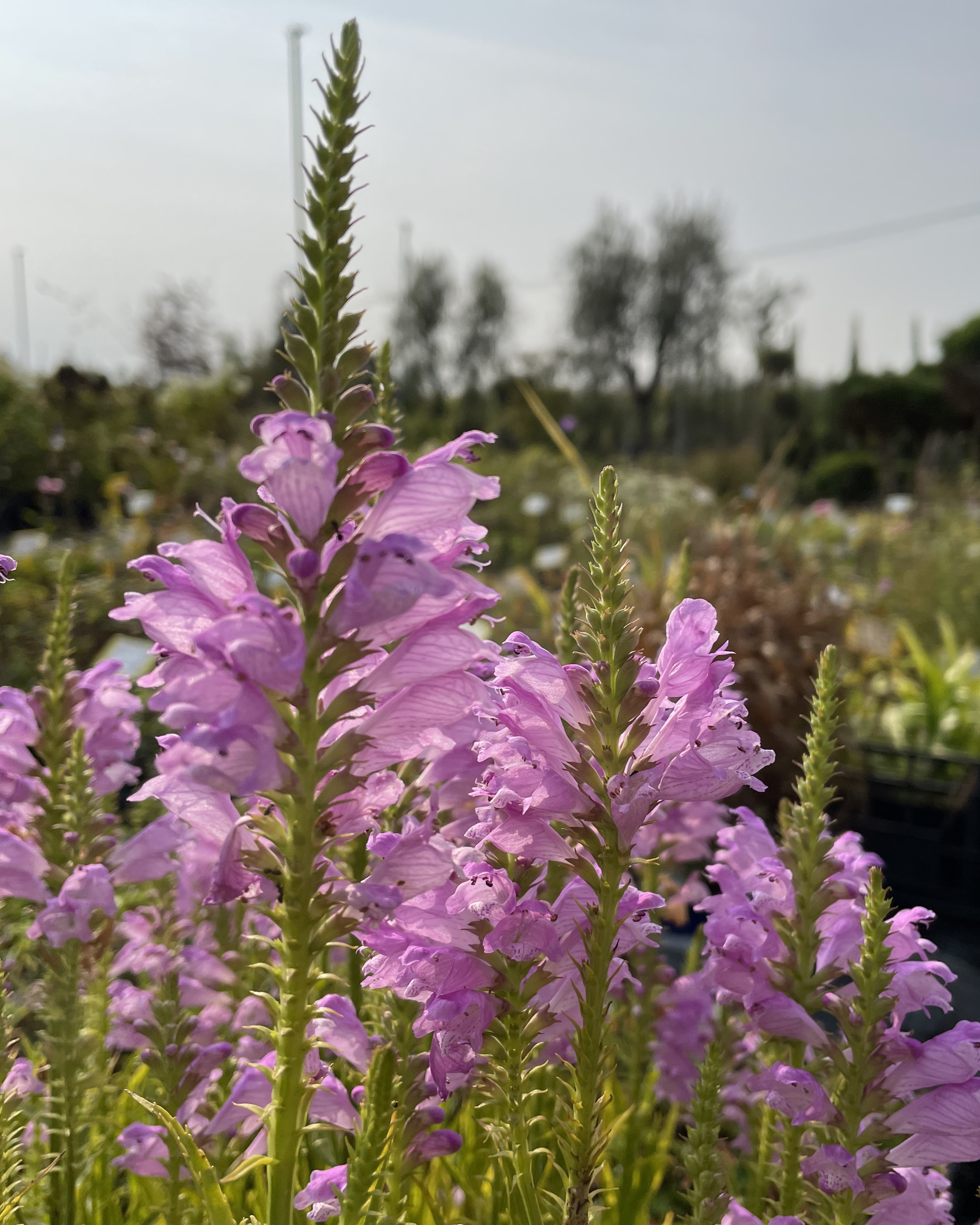 PHYSOSTEGIA VIRGINIANA VIVID