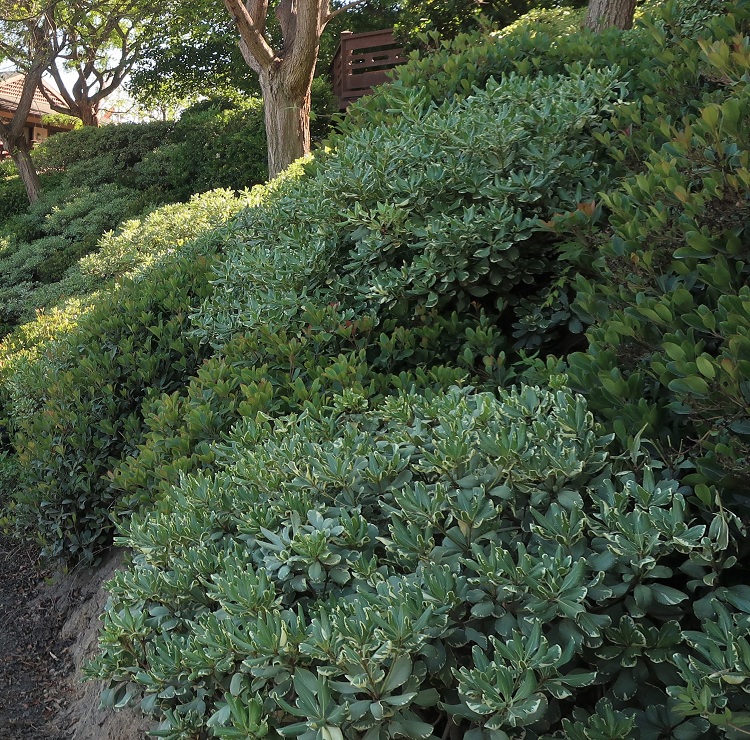 PITTOSPORUM TOBIRA VARIEGATUM