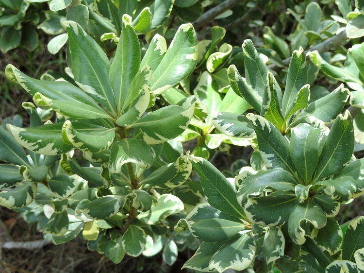 PITTOSPORUM TOBIRA VARIEGATUM