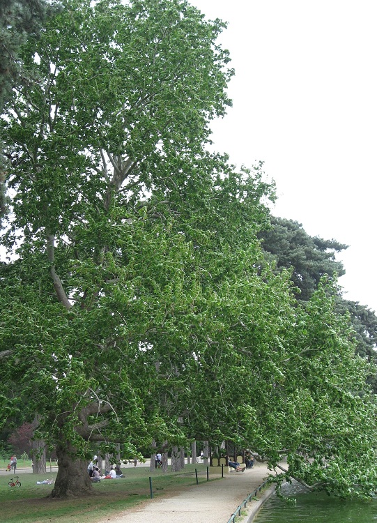 PLATANUS ORIENTALIS