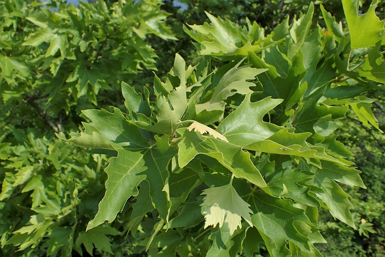 PLATANUS ORIENTALIS