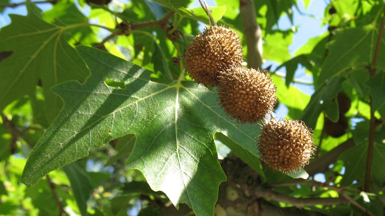 PLATANUS ORIENTALIS