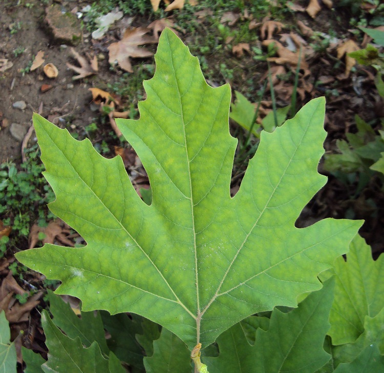 PLATANUS ORIENTALIS CUNEATA