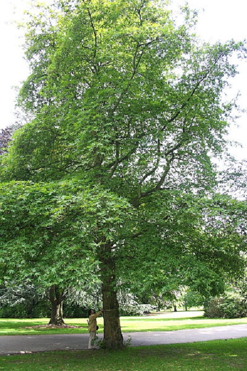 PLATANUS ORIENTALIS DIGITATA