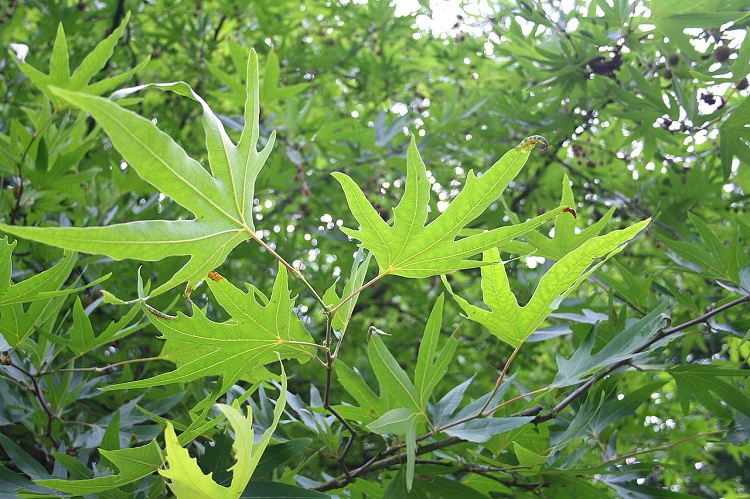 PLATANUS ORIENTALIS DIGITATA