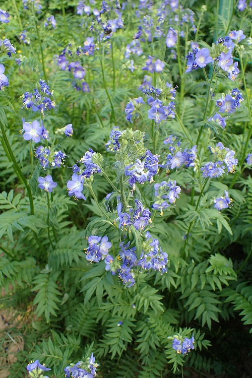 POLEMONIUM BOREALE HEAVENLY HABIT
