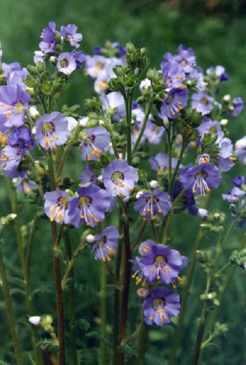 POLEMONIUM BOREALE HEAVENLY HABIT