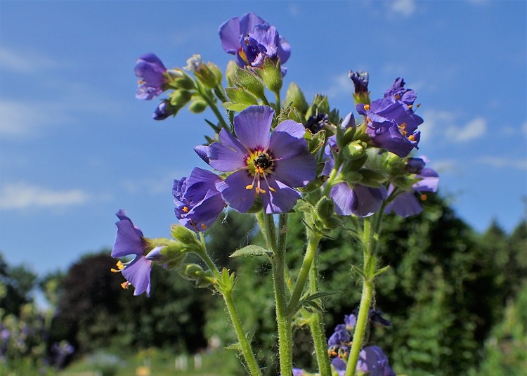 POLEMONIUM BOREALE HEAVENLY HABIT