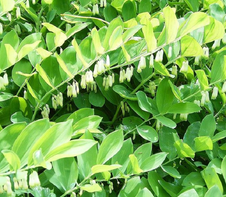 POLYGONATUM FALCATUM