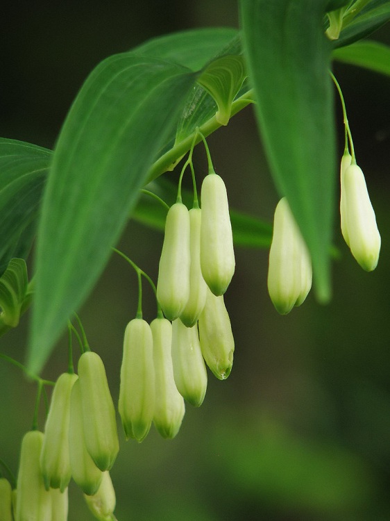 POLYGONATUM FALCATUM