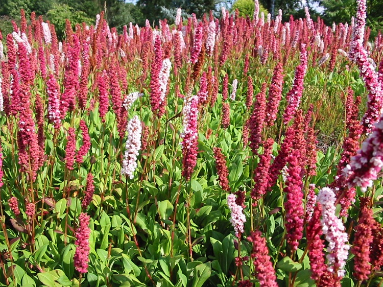 POLYGONUM AFFINE SUPERBUM