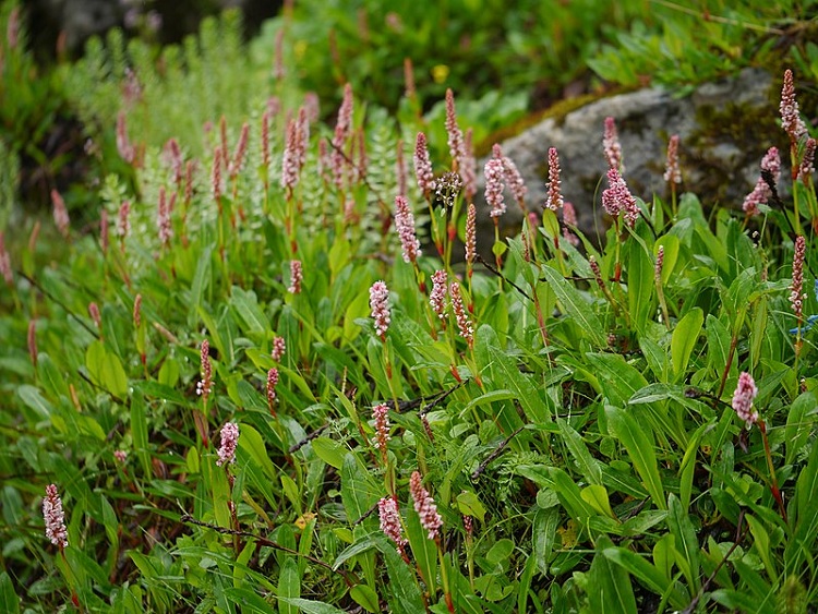 POLYGONUM AFFINE SUPERBUM