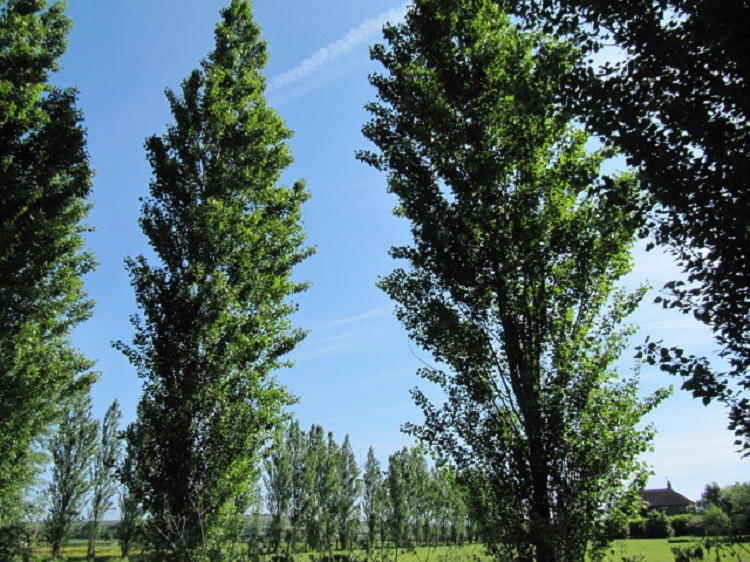 POPULUS SIMONII FASTIGIATA