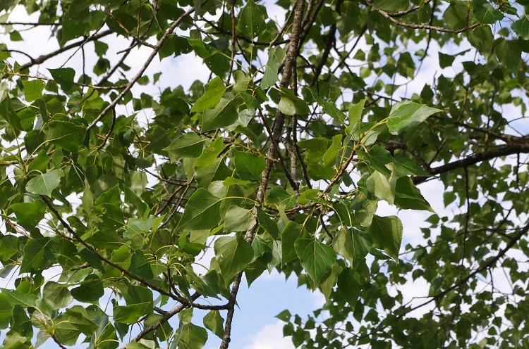 POPULUS SIMONII FASTIGIATA