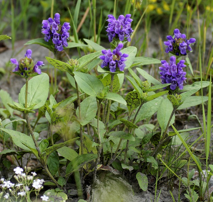 PRUNELLA GRANDIFLORA