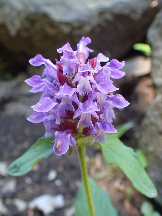 PRUNELLA GRANDIFLORA