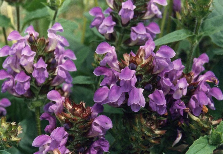 PRUNELLA GRANDIFLORA