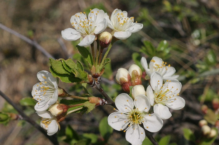PRUNUS FRUTTICOSA GLOBOSUM