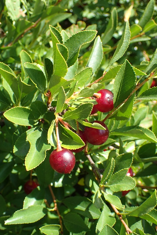 PRUNUS FRUTTICOSA GLOBOSUM