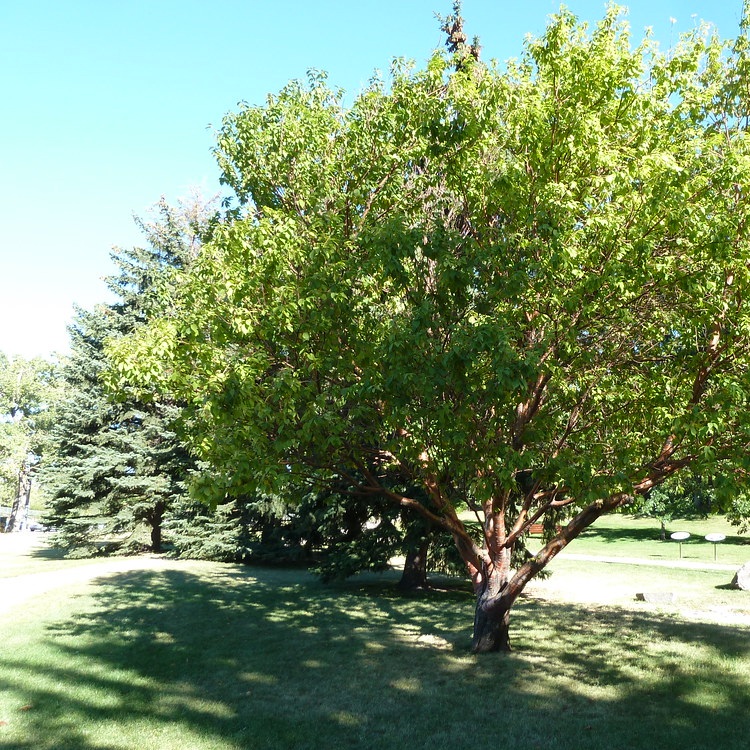 PRUNUS MAACKII AMBER BEAUTY