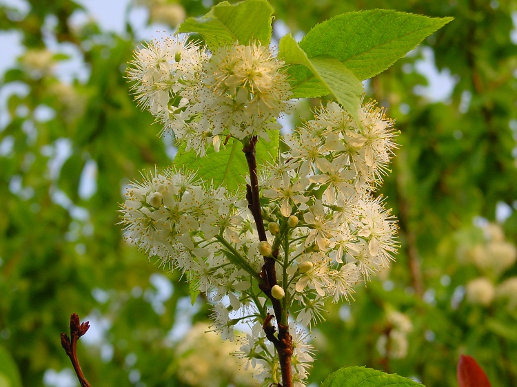 PRUNUS MAACKII AMBER BEAUTY