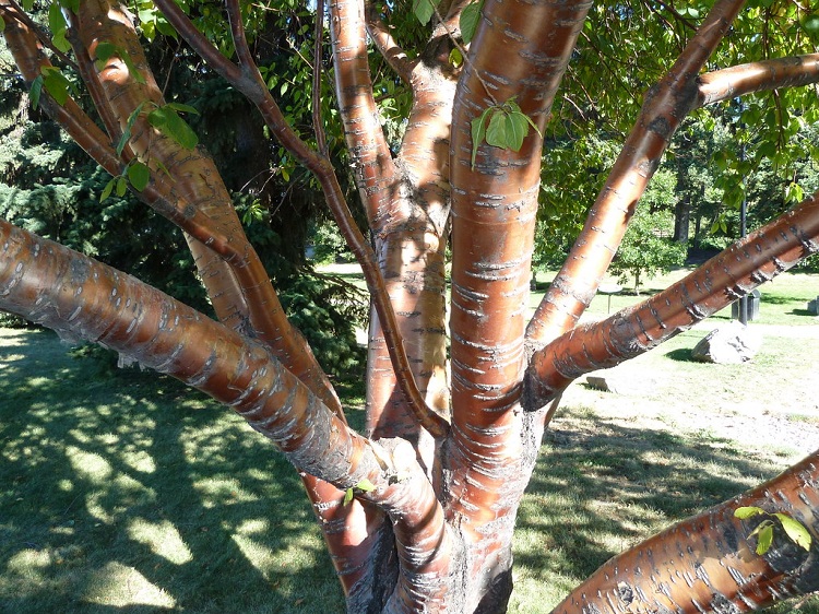 PRUNUS MAACKII AMBER BEAUTY