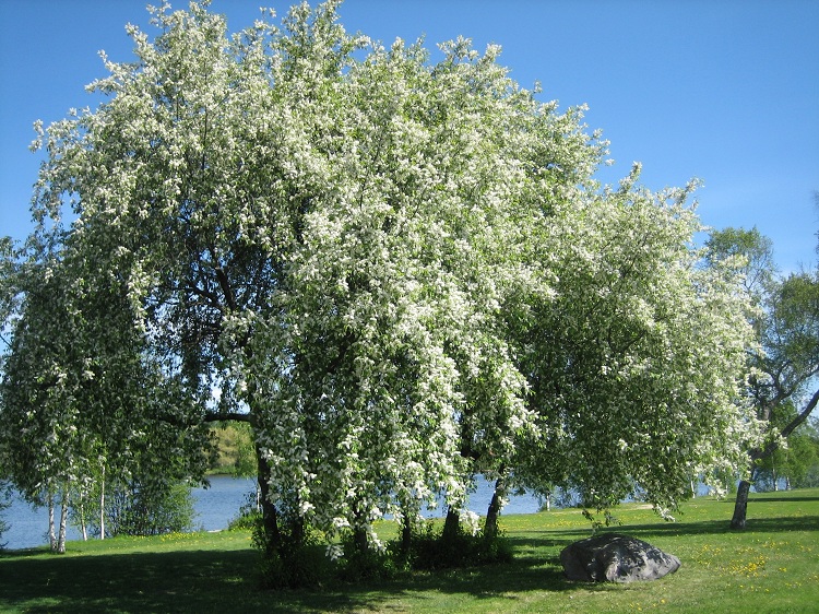 PRUNUS PADUS
