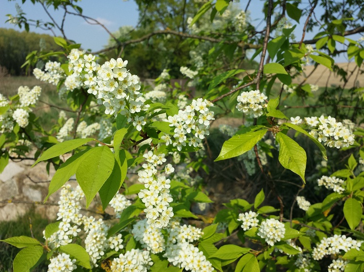 PRUNUS PADUS