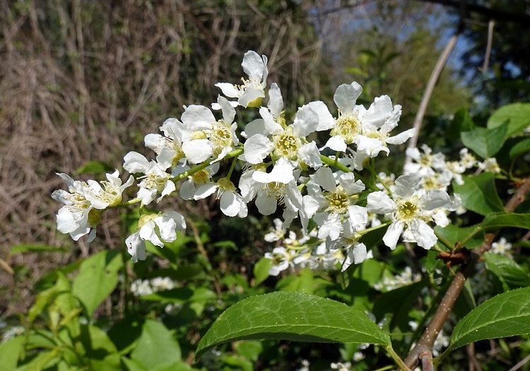 PRUNUS PADUS