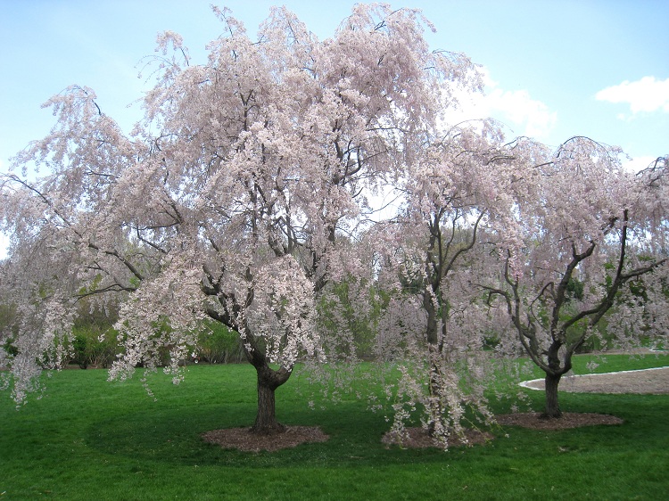 PRUNUS SUBIRTELLA PENDULA