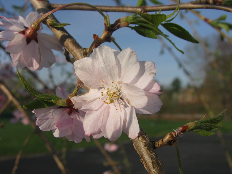 PRUNUS SUBIRTELLA PENDULA