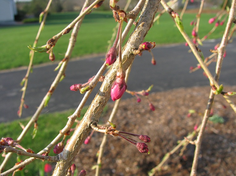 PRUNUS SUBIRTELLA PENDULA