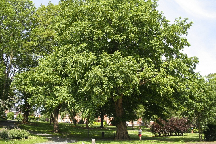 PTEROCARYA FRAXINIFOLIA