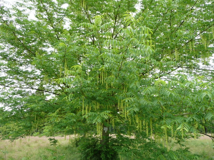 PTEROCARYA FRAXINIFOLIA